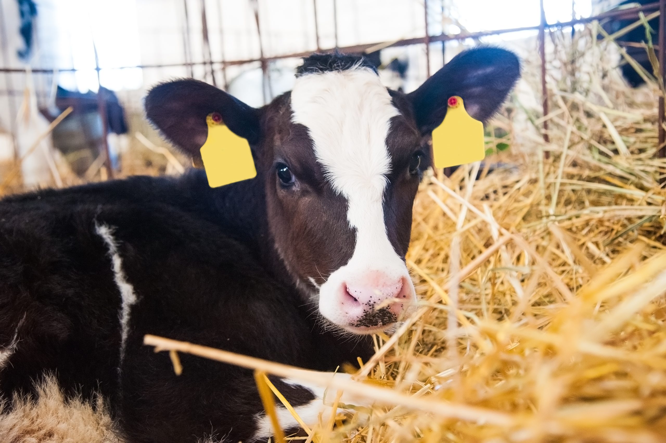 Youngstock Nutrition and Management – An Evidence-Based Approach