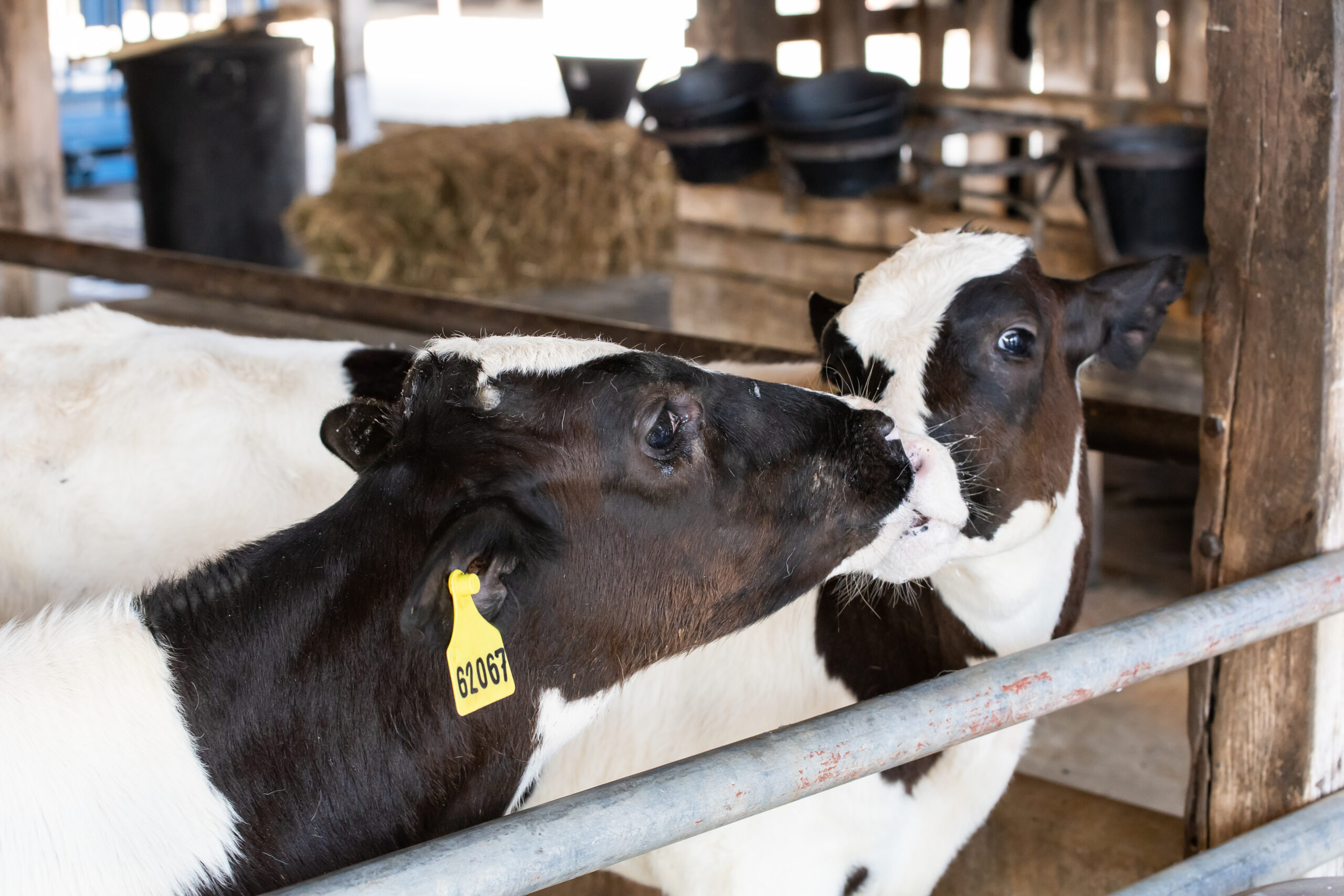 Youngstock Nutrition and Management – Part 4: Pre-weaning nutrition – milk feeding