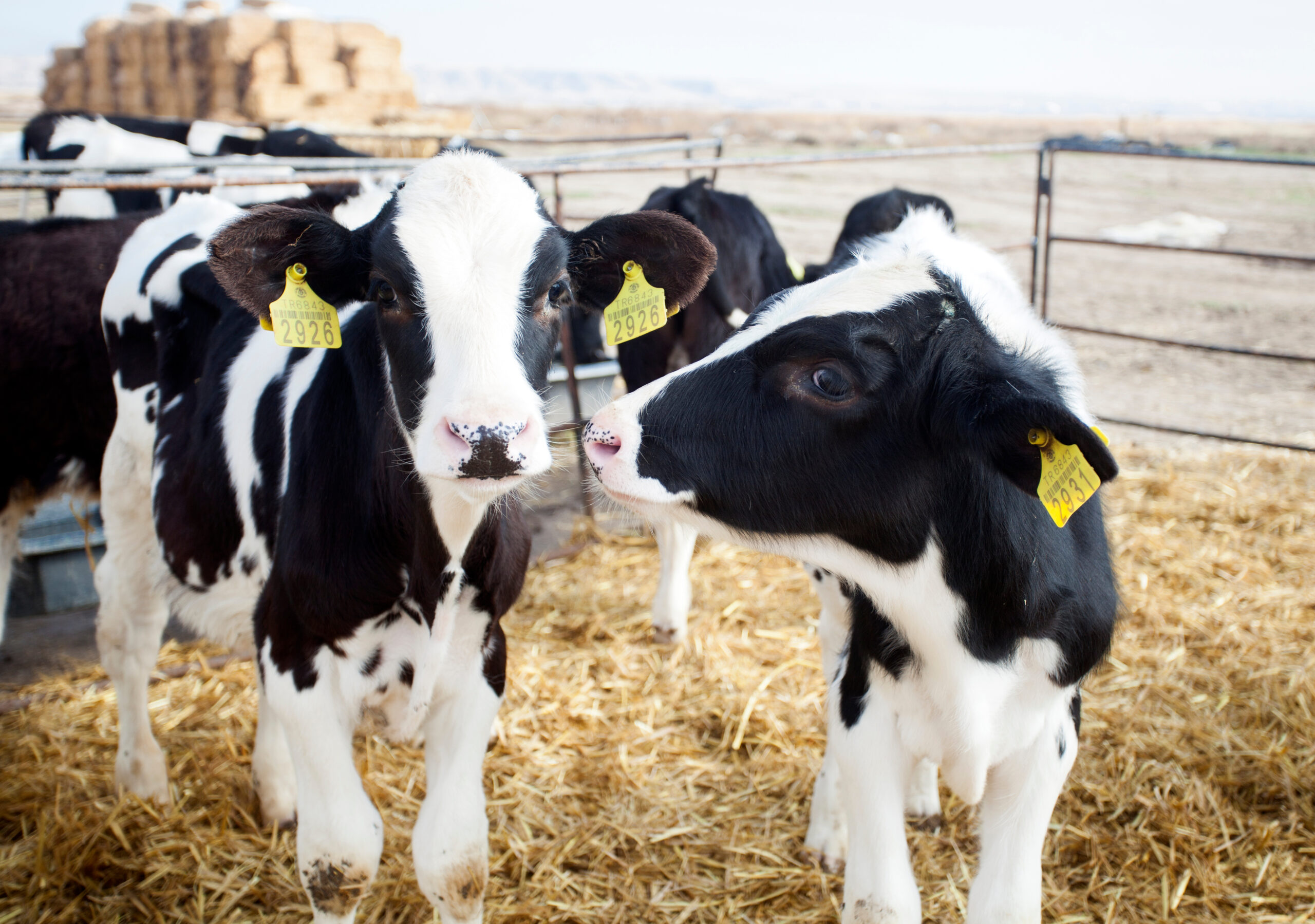 Youngstock Nutrition and Management – Part 3: Colostrum (focusing on how to investigate passive transfer, targets, what factors influence it, action plans to improve PT)