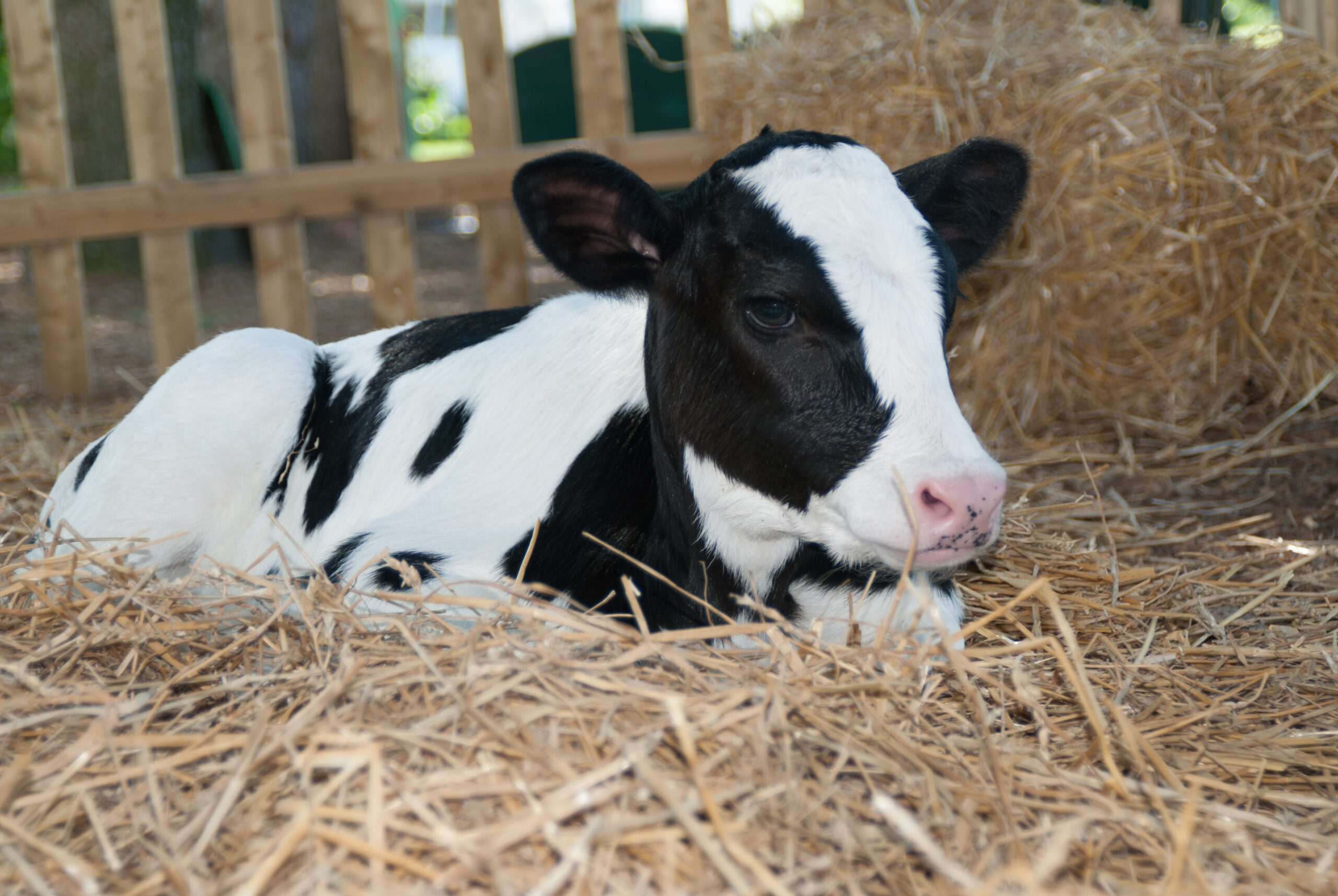 Youngstock Nutrition and Management – Part 2: Maternal influences on calf health / performance (incl. epigenetics)