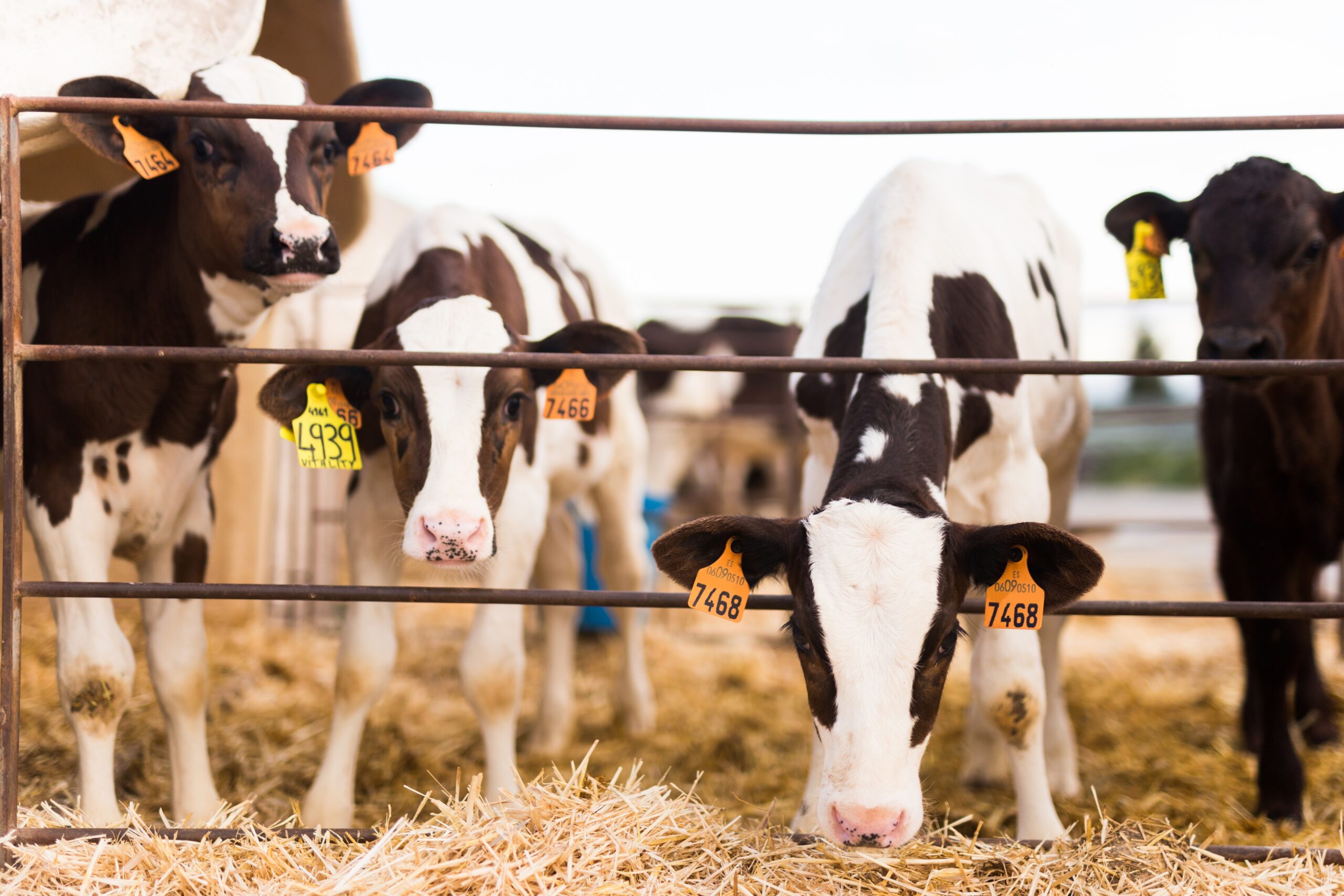 Youngstock Nutrition and Management – Part 6: Post-weaning nutrition (practical ration formulation and the research on target growth rates)